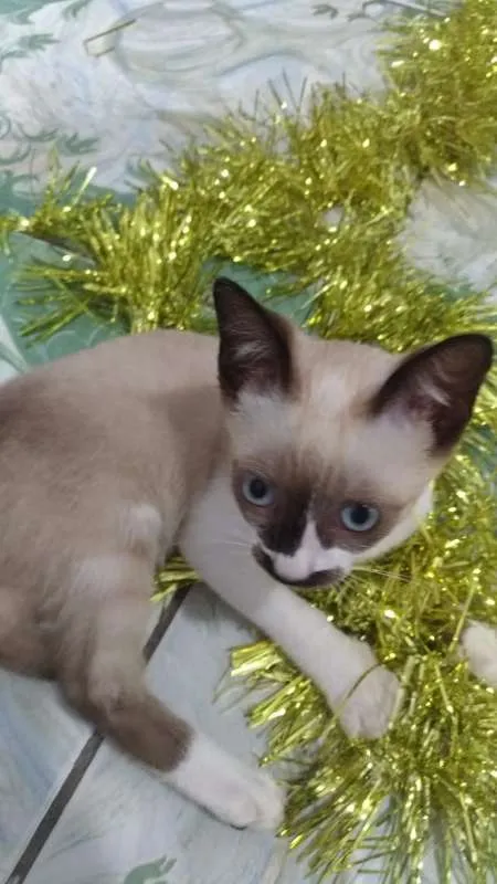 Gato ra a SRD idade 2 a 6 meses nome Mustache