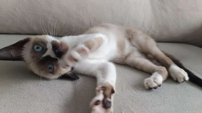 Gato ra a SRD idade 2 a 6 meses nome Mustache