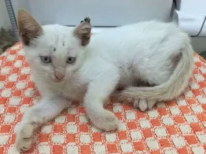 Gato raça  idade Abaixo de 2 meses nome New