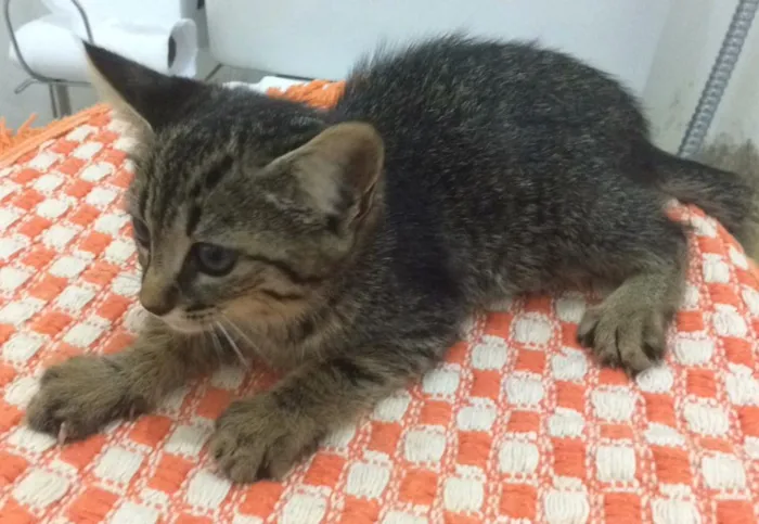 Gato ra a  idade Abaixo de 2 meses nome Sem nome