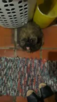 Fiona