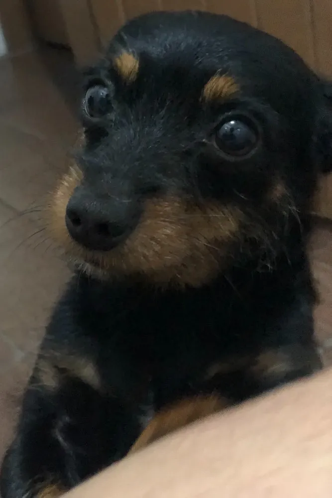 Cachorro ra a SRD idade 6 ou mais anos nome Juno