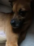 Penelope