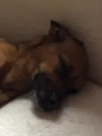 Penelope