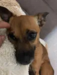 Penelope