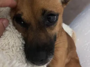 Cachorro raça  idade 4 anos nome Penelope 