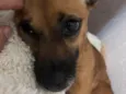 Penelope