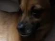 Penelope