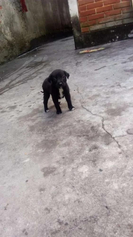 Cachorro ra a Mestiça de labrador idade Abaixo de 2 meses nome 6 FILHOTES