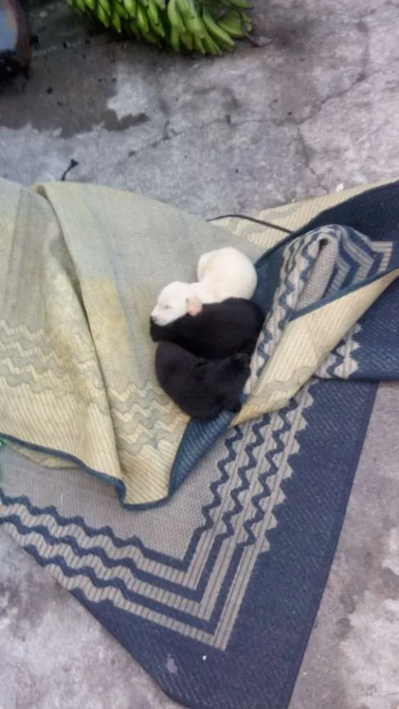 Cachorro ra a Mestiça de labrador idade Abaixo de 2 meses nome 6 FILHOTES