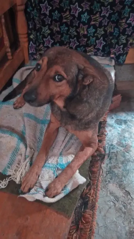 Cachorro ra a SRD idade 5 anos nome Lillo