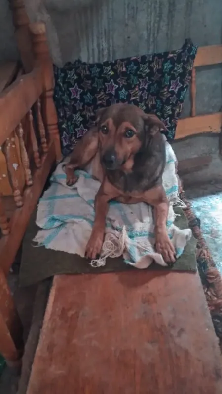 Cachorro ra a SRD idade 5 anos nome Lillo