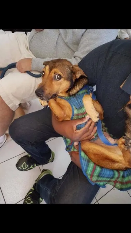 Cachorro ra a SRD idade 5 anos nome Lillo