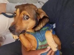 Cachorro raça SRD idade 5 anos nome Lillo