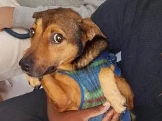 Cachorro ra a SRD idade 5 anos nome Lillo
