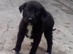 Cachorro raça Mestiça de labrador idade Abaixo de 2 meses nome 6 FILHOTES
