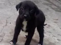 Cachorro ra a Mestiça de labrador idade Abaixo de 2 meses nome 6 FILHOTES