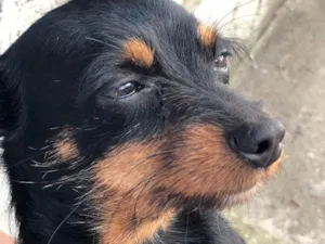 Cachorro raça SRD idade 6 ou mais anos nome Juno