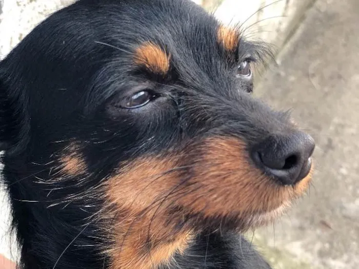 Cachorro ra a SRD idade 6 ou mais anos nome Juno