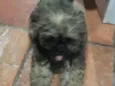 Fiona