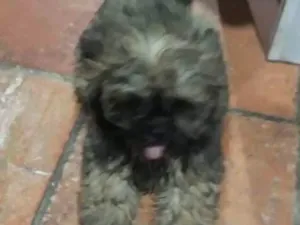 Cachorro raça Shitzu idade 2 a 6 meses nome Fiona