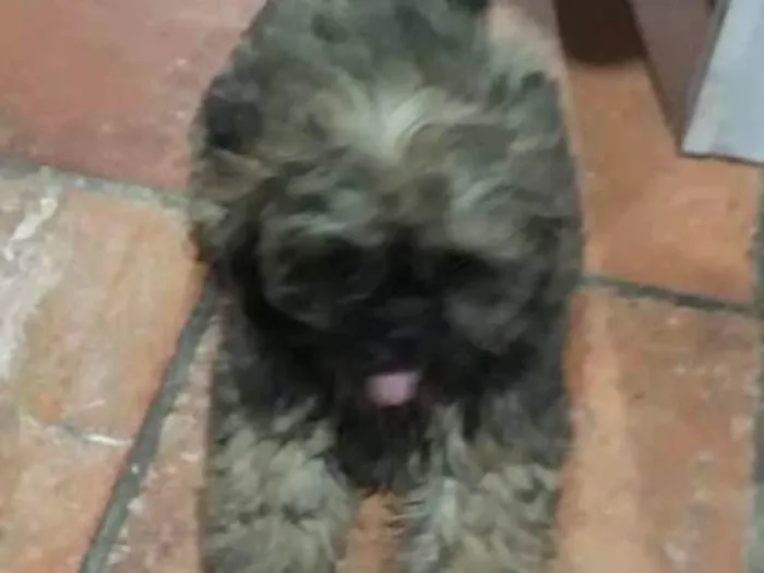 Cachorro ra a Shitzu idade 2 a 6 meses nome Fiona