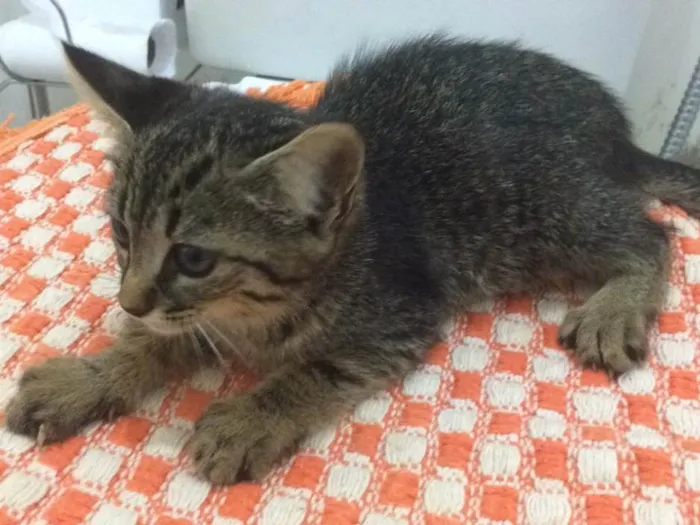 Gato ra a  idade Abaixo de 2 meses nome Sem nome