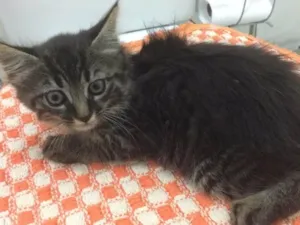 Gato raça  idade Abaixo de 2 meses nome Lady