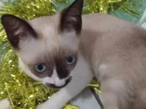 Gato raça SRD idade 2 a 6 meses nome Mustache