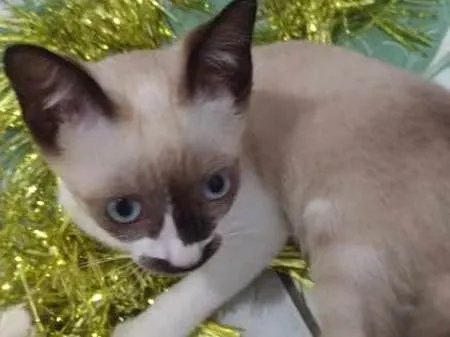 Gato ra a SRD idade 2 a 6 meses nome Mustache