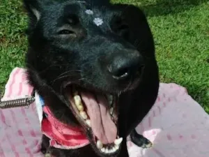 Cachorro raça SRD idade 1 ano nome Bibi