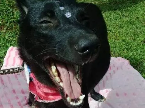 Cachorro ra a SRD idade 1 ano nome Bibi