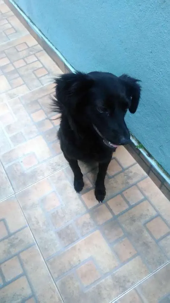 Cachorro ra a Capa preta idade 2 anos nome Peludinha