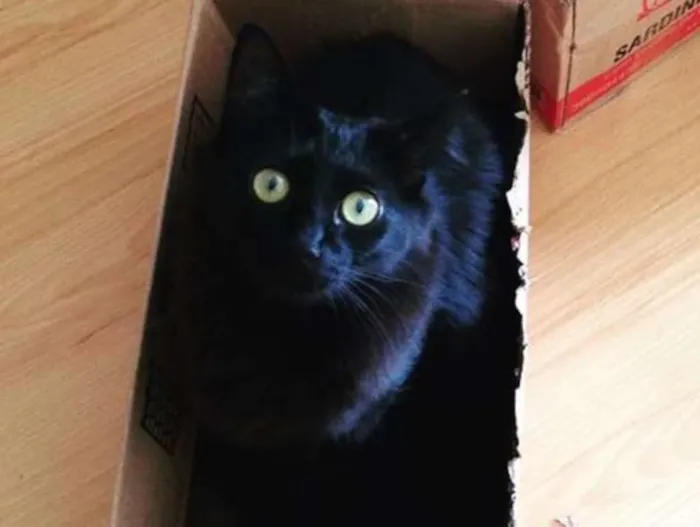 Gato ra a SRD idade 4 anos nome Jordan