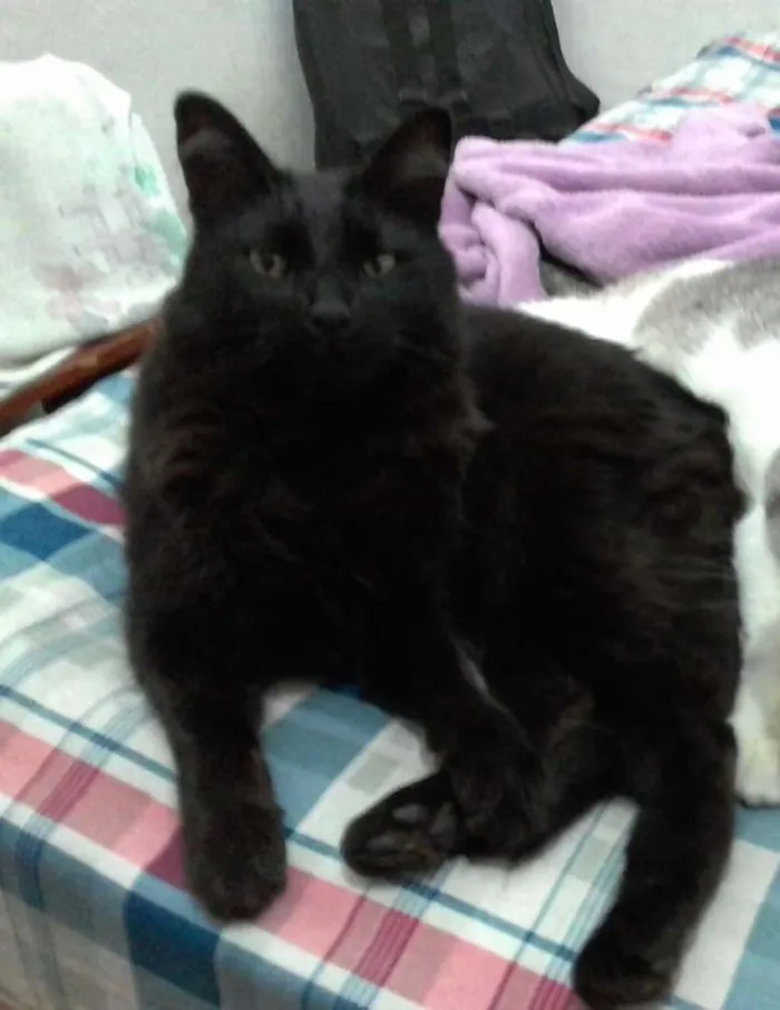 Gato ra a SRD idade 4 anos nome Jordan