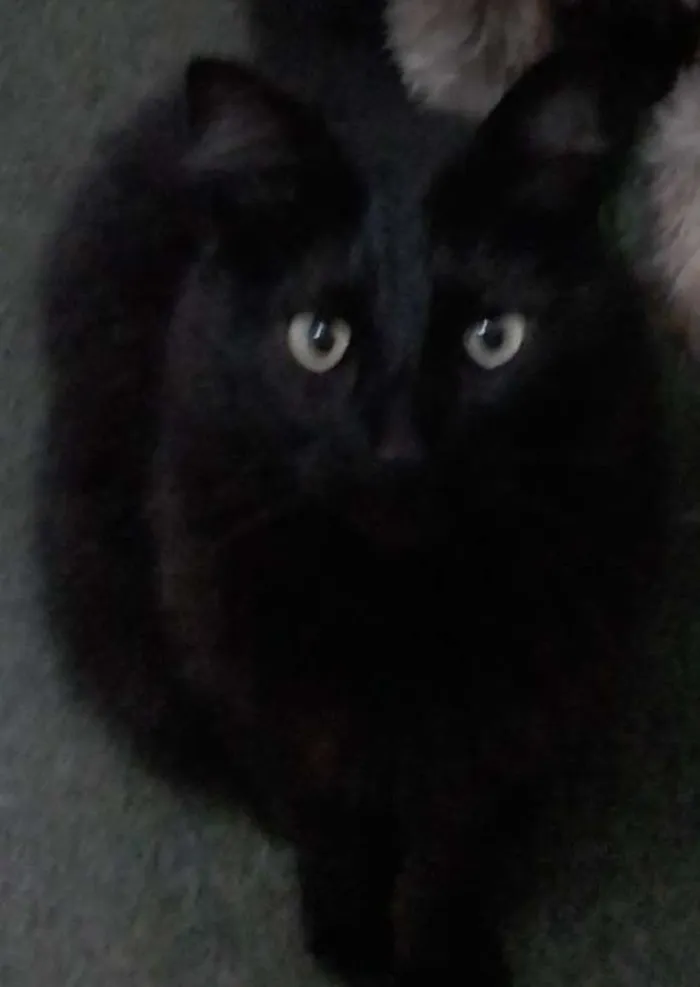 Gato ra a SRD idade 4 anos nome Jordan