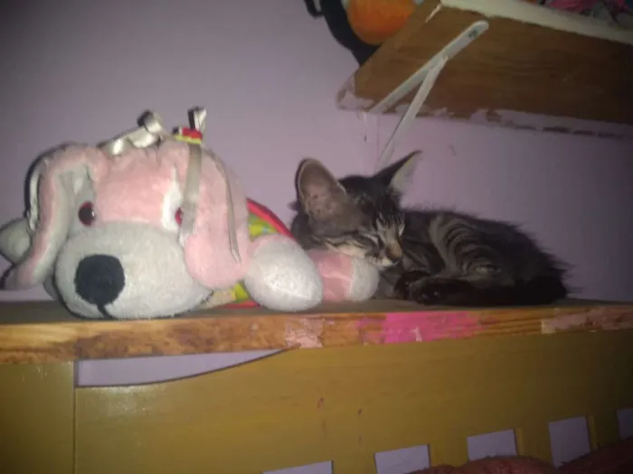 Gato raça  idade 2 a 6 meses nome Lucky e flip