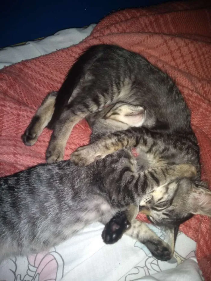Gato raça  idade 2 a 6 meses nome Lucky e flip