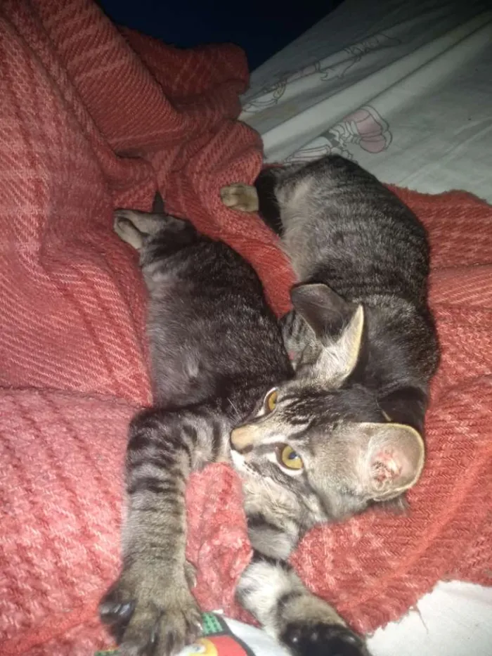 Gato raça  idade 2 a 6 meses nome Lucky e flip