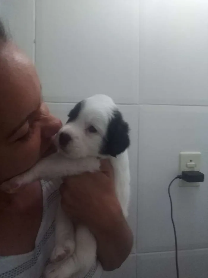 Cachorro raça SRV idade Abaixo de 2 meses nome Filhotes 
