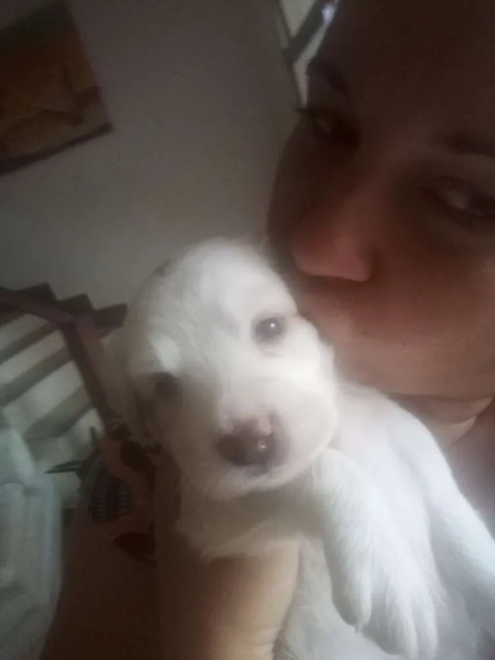 Cachorro raça SRV idade Abaixo de 2 meses nome Filhotes 