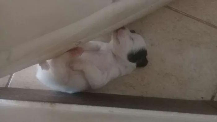 Cachorro raça SRV idade Abaixo de 2 meses nome Filhotes 