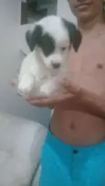 Filhotes 