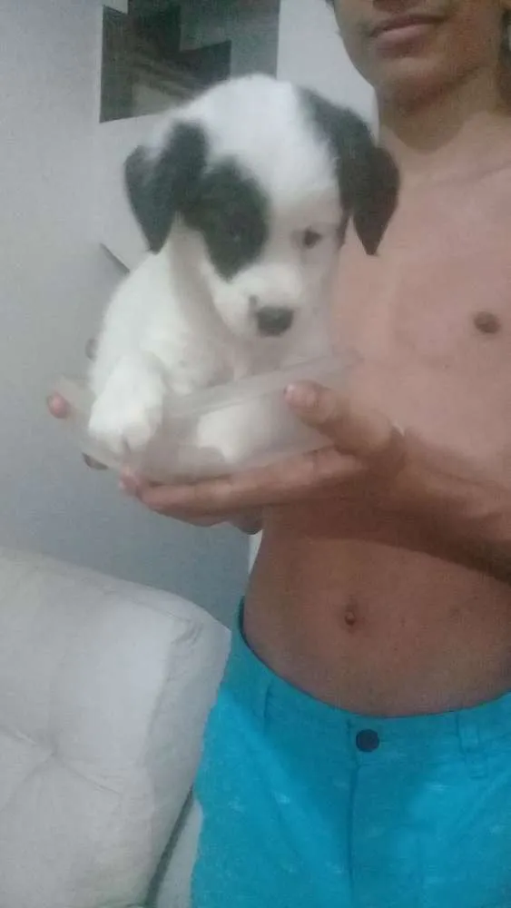Cachorro raça SRV idade Abaixo de 2 meses nome Filhotes 