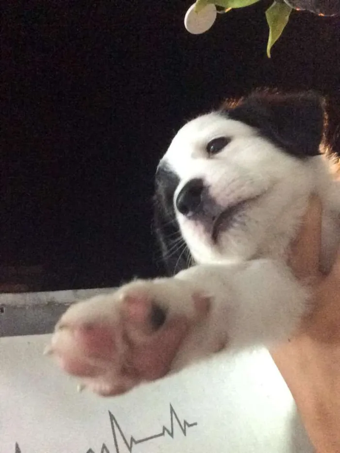 Cachorro raça SRV idade Abaixo de 2 meses nome Filhotes 
