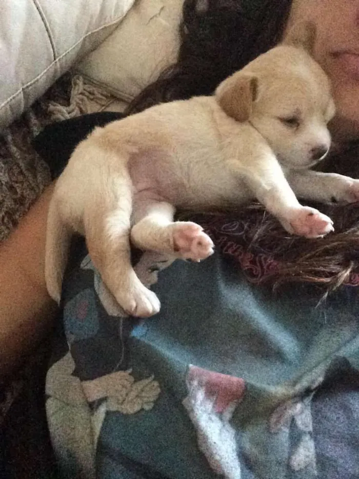 Cachorro raça SRV idade Abaixo de 2 meses nome Filhotes 