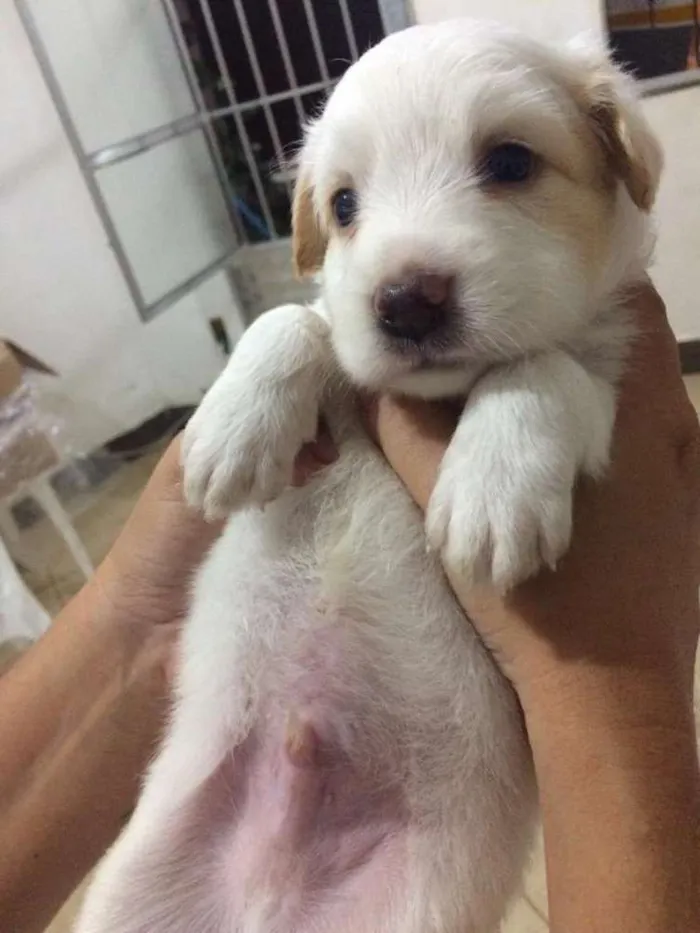 Cachorro raça SRV idade Abaixo de 2 meses nome Filhotes 