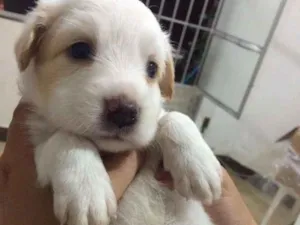 Cachorro raça SRV idade Abaixo de 2 meses nome Filhotes 