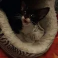 mimi
