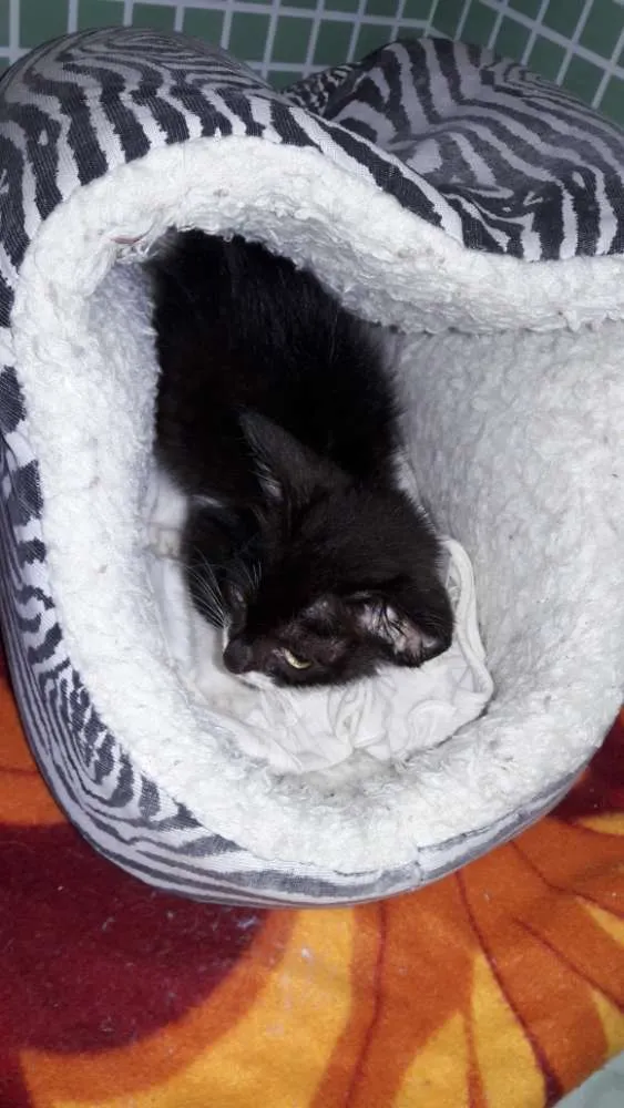 Gato ra a srd idade 2 a 6 meses nome mimi
